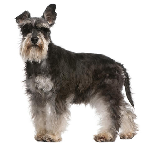 Miniature Schnauzer Dog Breed Information | Purina